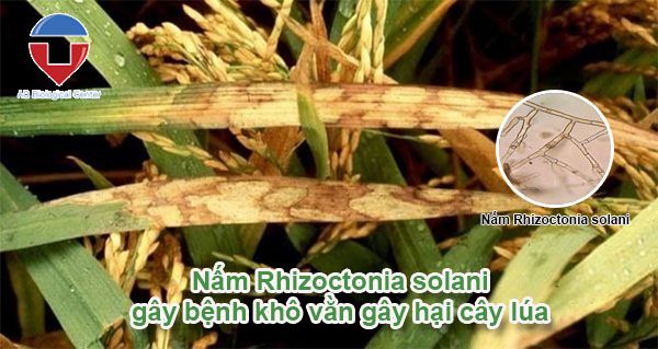 Bệnh khô vằn hại lúa - Nguyên nhân và cách phòng trừ hiệu quả