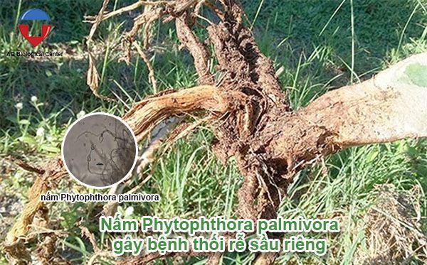 Bệnh thối rễ sầu riêng nguyên nhân và cách phòng trị