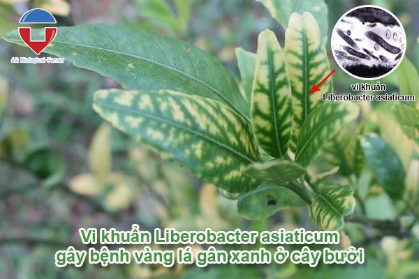 Bệnh vàng lá gân xanh trên cây bưởi cách nhân biết và phòng trừ