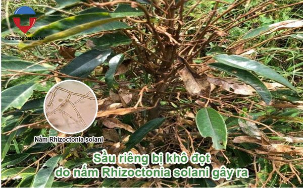 Sầu riêng bị khô đọt: Nguyên nhân và cách xử lý