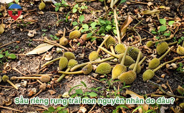 Sầu riêng rụng trái nguyên nhân do đâu và cách khắc phục