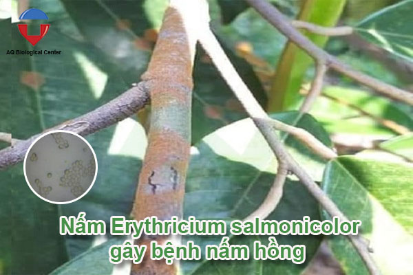 Bệnh nấm hồng cây sầu riêng nguyên nhân và cách phòng trị