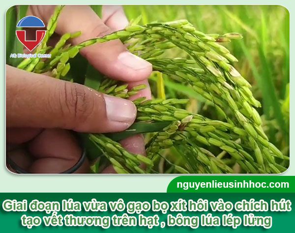 Bọ xít hôi hại lúa và cách phòng trừ hiệu quả, tiết kiệm