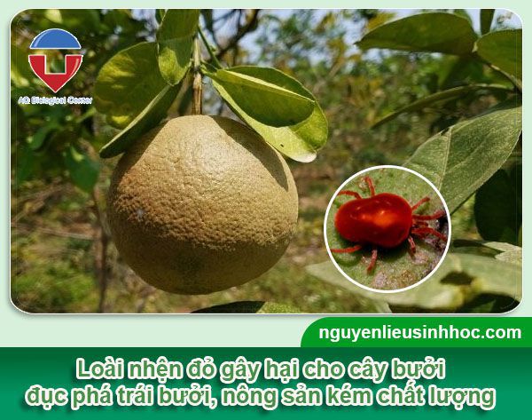 Cách phòng trừ sâu bệnh trên cây bưởi hiệu quả, tiết kiệm