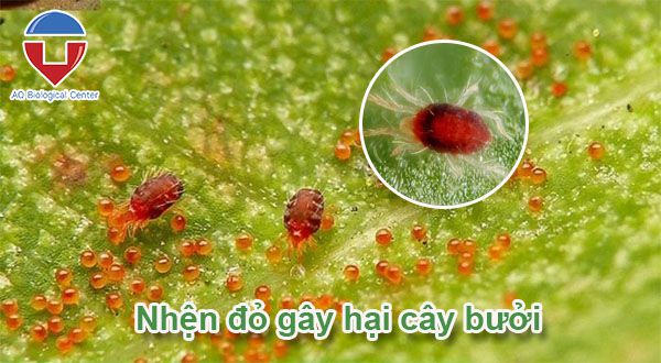 Sâu bệnh hại bưởi: Cách nhận biết và phòng trừ hiệu quả