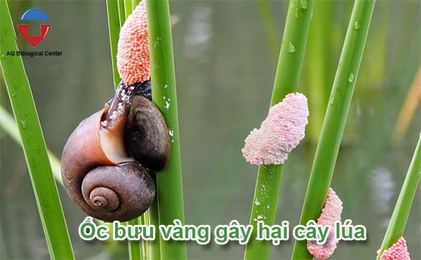 Các loại sâu bệnh hại lúa phổ biến và cách phòng trừ