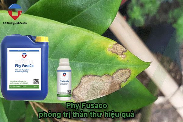 Các bệnh thường gặp ở cây sầu riêng và cách phòng trừ