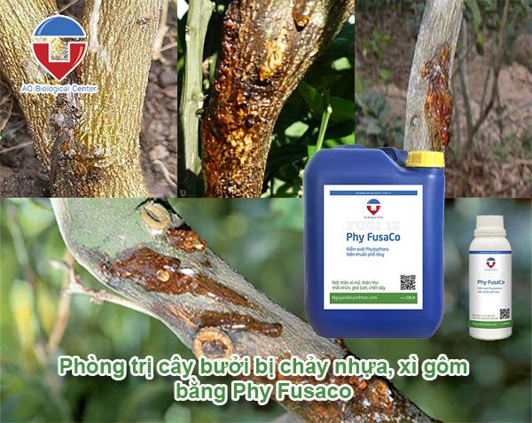 Cây bưởi bị chảy nhựa, xì gôm do đâu? Phòng trị thế nào?