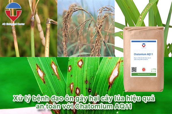 Bệnh đạo ôn hại lúa: nguyên nhân - dấu hiệu - cách phòng trị