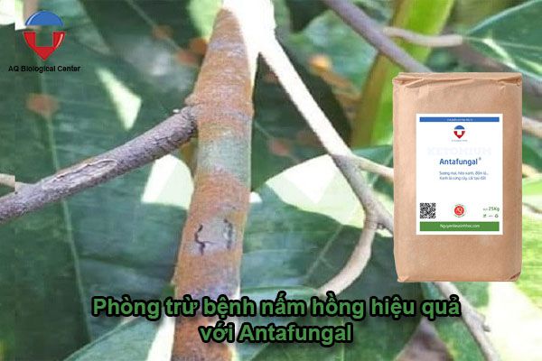 Các bệnh thường gặp ở cây sầu riêng và cách phòng trừ