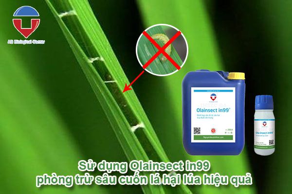 Sâu cuốn lá hại lúa và biện pháp phòng trừ hiệu quả
