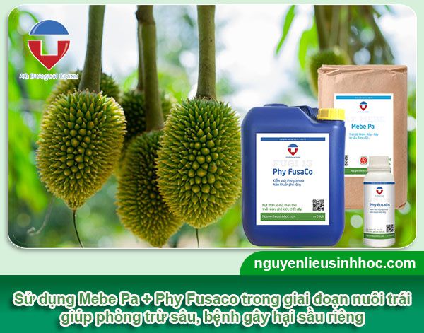Bí quyết chăm sóc sầu riêng giai đoạn nuôi trái hiệu quả