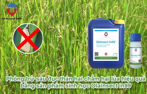 Sâu đục thân hai chấm hại lúa biện pháp phòng trừ hiệu quả