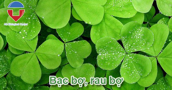 Biện pháp quản lý cỏ dại trên ruộng lúa hiệu quả, dứt điểm