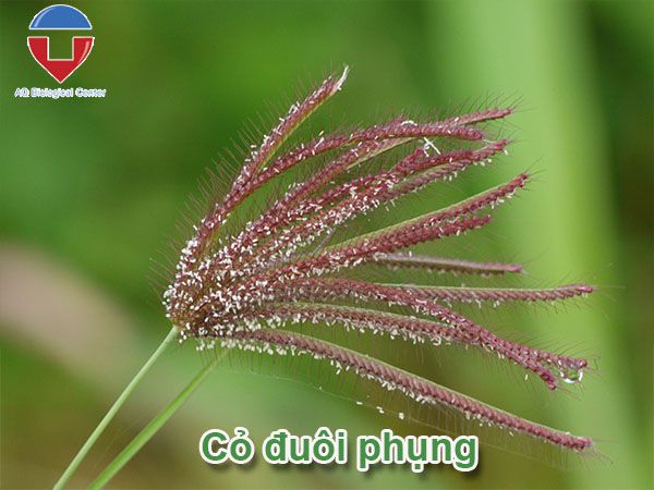 Biện pháp quản lý cỏ dại trên ruộng lúa hiệu quả, dứt điểm