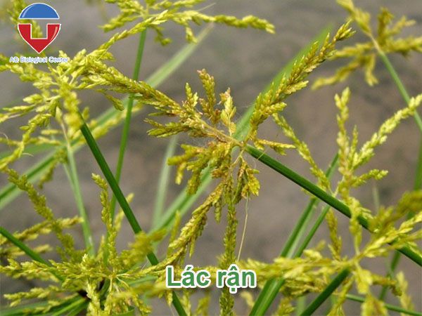 Biện pháp quản lý cỏ dại trên ruộng lúa hiệu quả, dứt điểm
