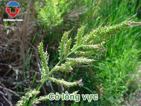 Biện pháp quản lý cỏ dại trên ruộng lúa hiệu quả, dứt điểm