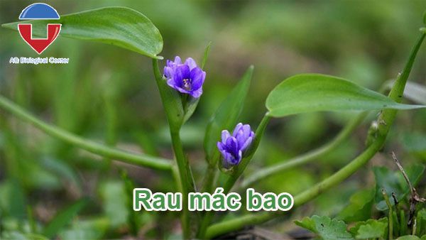 Biện pháp quản lý cỏ dại trên ruộng lúa hiệu quả, dứt điểm