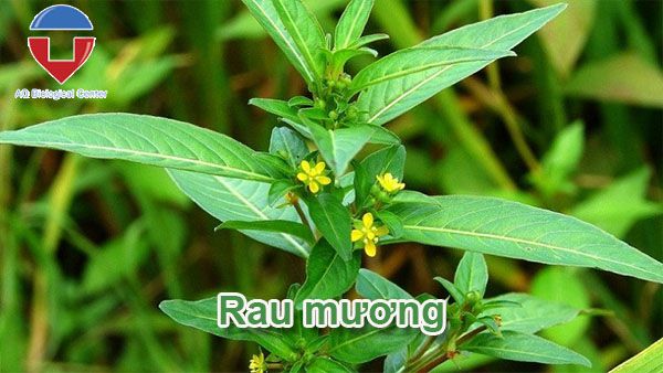 Biện pháp quản lý cỏ dại trên ruộng lúa hiệu quả, dứt điểm