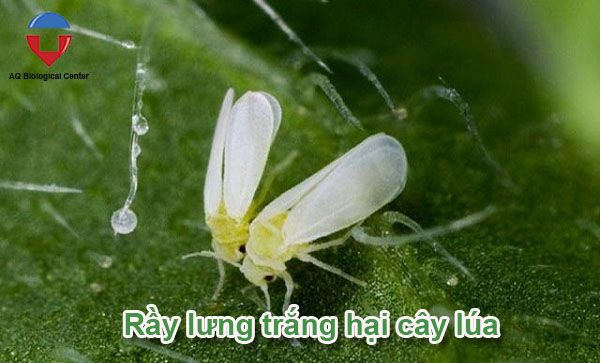 Các loại sâu bệnh hại lúa phổ biến và cách phòng trừ