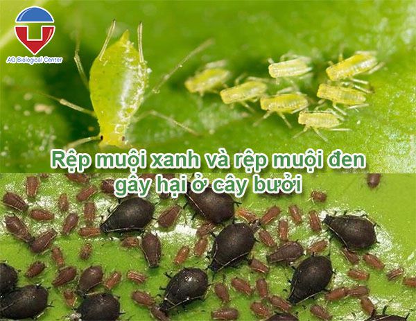 Sâu bệnh hại bưởi: Cách nhận biết và phòng trừ hiệu quả