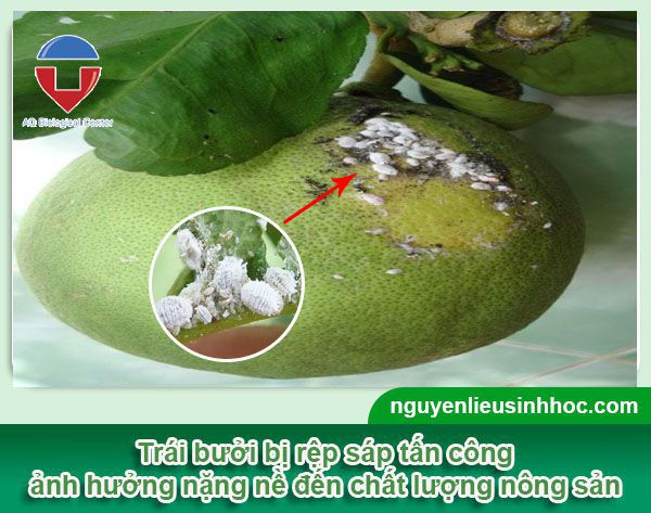 Cách phòng trừ sâu bệnh trên cây bưởi hiệu quả, tiết kiệm