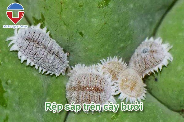 Sâu bệnh hại bưởi: Cách nhận biết và phòng trừ hiệu quả