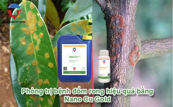 Bệnh đốm rong cây sầu riêng nguyên nhân và cách phòng trừ