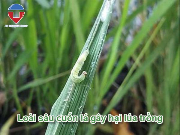 Sâu cuốn lá hại lúa và biện pháp phòng trừ hiệu quả