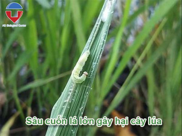 Sâu cuốn lá lớn hại lúa cách nhận biết và phòng trừ hiệu quả