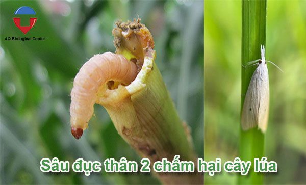 Các loại sâu bệnh hại lúa phổ biến và cách phòng trừ