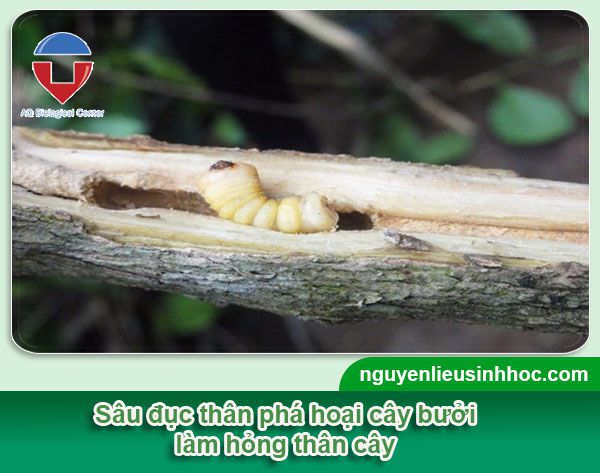 Cách phòng trừ sâu bệnh trên cây bưởi hiệu quả, tiết kiệm