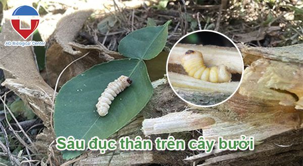 Sâu bệnh hại bưởi: Cách nhận biết và phòng trừ hiệu quả