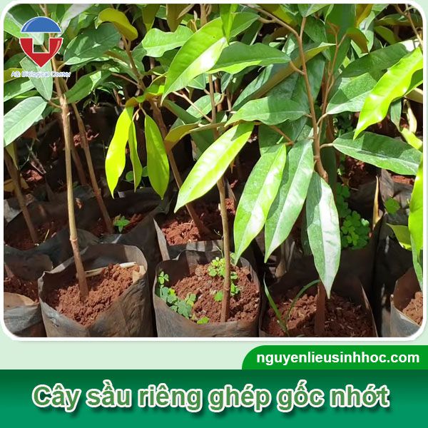 Sầu riêng ghép gốc nhớt là gì? Quy trình kỹ thuật ra sao?