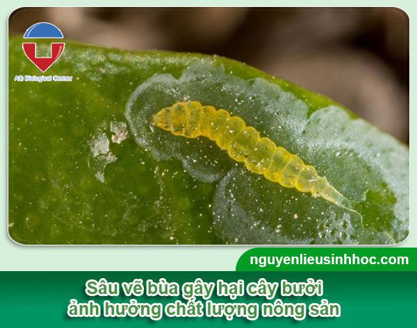 Cách phòng trừ sâu bệnh trên cây bưởi hiệu quả, tiết kiệm