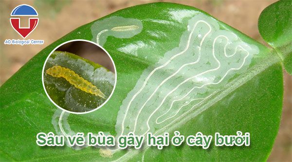 Sâu bệnh hại bưởi: Cách nhận biết và phòng trừ hiệu quả