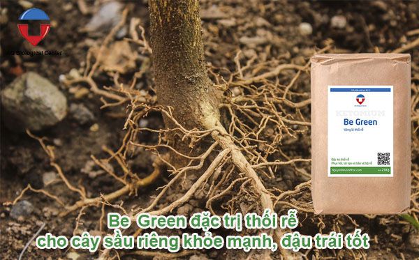 Bệnh thối rễ sầu riêng nguyên nhân và cách phòng trị