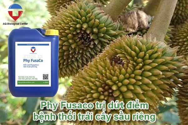 Bệnh thối trái cây sầu riêng nguyên nhân và cách phòng trị