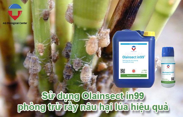 Rầy nâu hại lúa là gì? cách phòng trừ hiệu quả, tiết kiệm