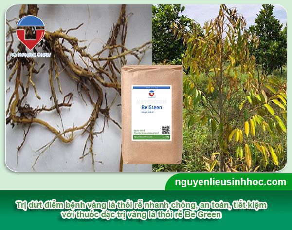 Vàng lá thối rễ cây trồng là bệnh gì? Biện pháp phòng trị