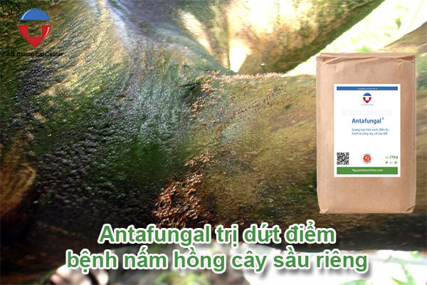 Bệnh nấm hồng cây sầu riêng nguyên nhân và cách phòng trị