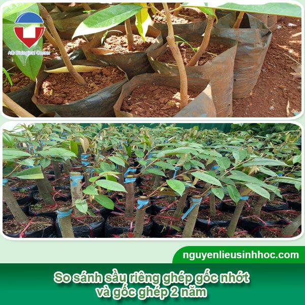 Sầu riêng ghép gốc nhớt là gì? Quy trình kỹ thuật ra sao?