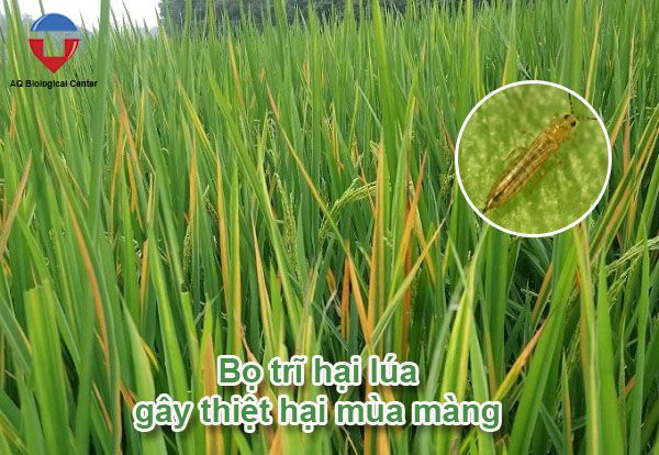 Bọ trĩ hại lúa và biện pháp phòng trừ hiệu quả, tiết kiệm