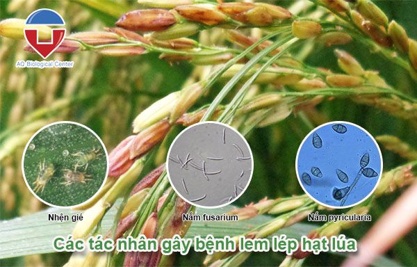 bệnh lem lép hạt lúa nguyên nhân do đâu? Phòng trừ thế nào?