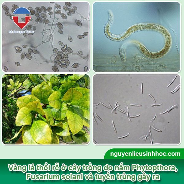 Vàng lá thối rễ cây trồng là bệnh gì? Biện pháp phòng trị
