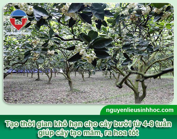 Xử lý ra hoa bưởi da xanh hiệu quả, an toàn, tiết kiệm