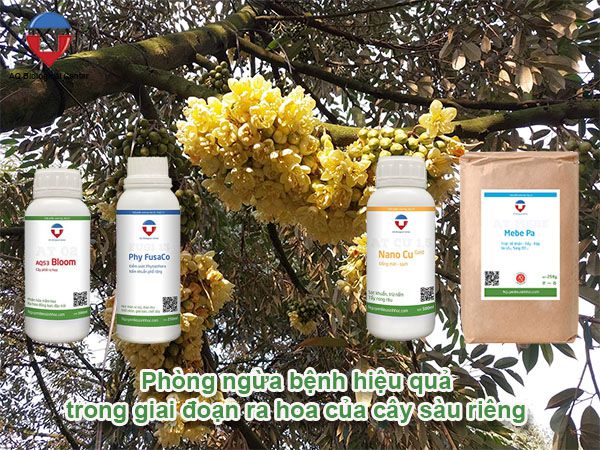 Chăm sóc sầu riêng ra hoa đúng kỹ thuật tăng tỷ lệ đậu trái