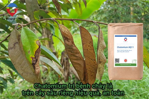 Thuốc đặc trị cháy lá trên cây sầu riêng hiệu quả, an toàn