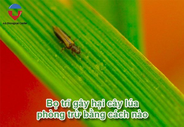 Bọ trĩ hại lúa và biện pháp phòng trừ hiệu quả, tiết kiệm