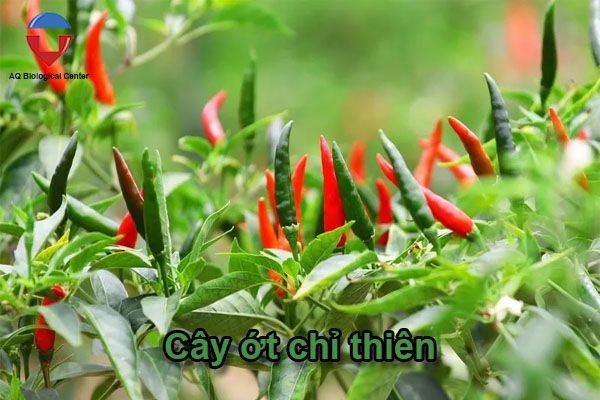 Kỹ thuật trồng ớt chỉ thiên đạt năng suất cao, lợi nhuẩn lớn